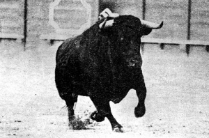 Cuadri-Sevilla 1971-Envidiado, 519 kg